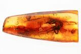 Detailed Fossil Fungus Gnat (Keroplatidae) In Baltic Amber #335831-1